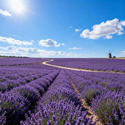 1000pcs Lavender Seeds for Planting, Purple Perennial Heirloom Lavender Seeds, Perennial Flower Tracheophyta for Garden Indoor Outdoor and Home