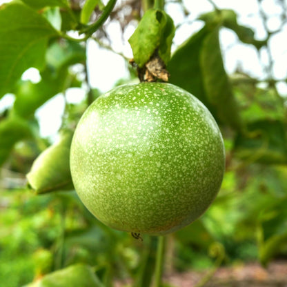 87Pcs Passion Fruit Seeds for Planting,  Fast-Growing Sweet Fruit for Home Garden