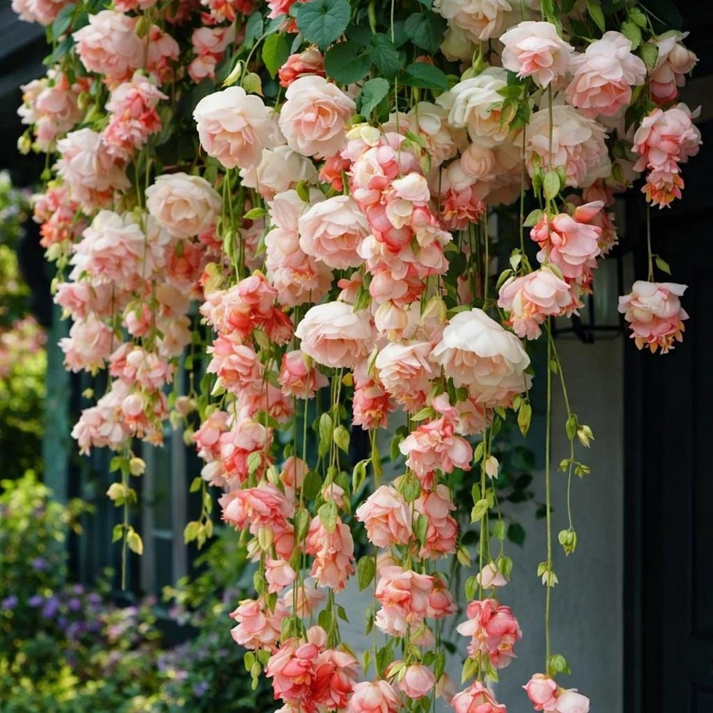 300pcs Hanging Begonia Seeds Flowers | Ornamental Garden & Basket Plant Seeds for Garden Outdoor Indoor