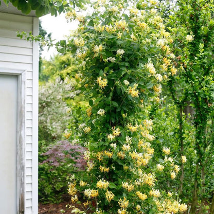 100Pcs Honeysuckle Seeds Perennial Climbing Flower Seeds Hardy Perennial Plant Seeds for Garden