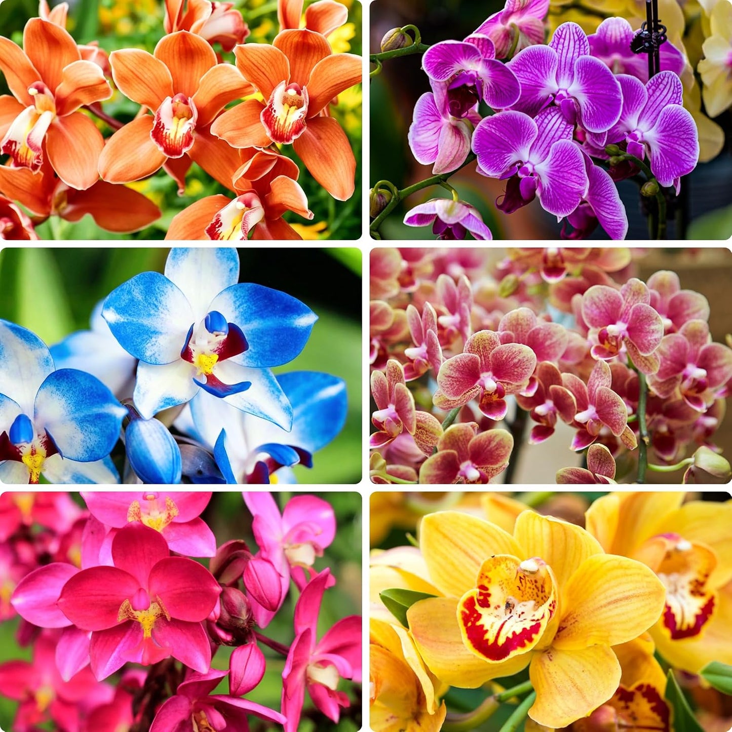 100Pcs Orchid Seeds for planting in indoor corners and shaded outdoor decorative spaces