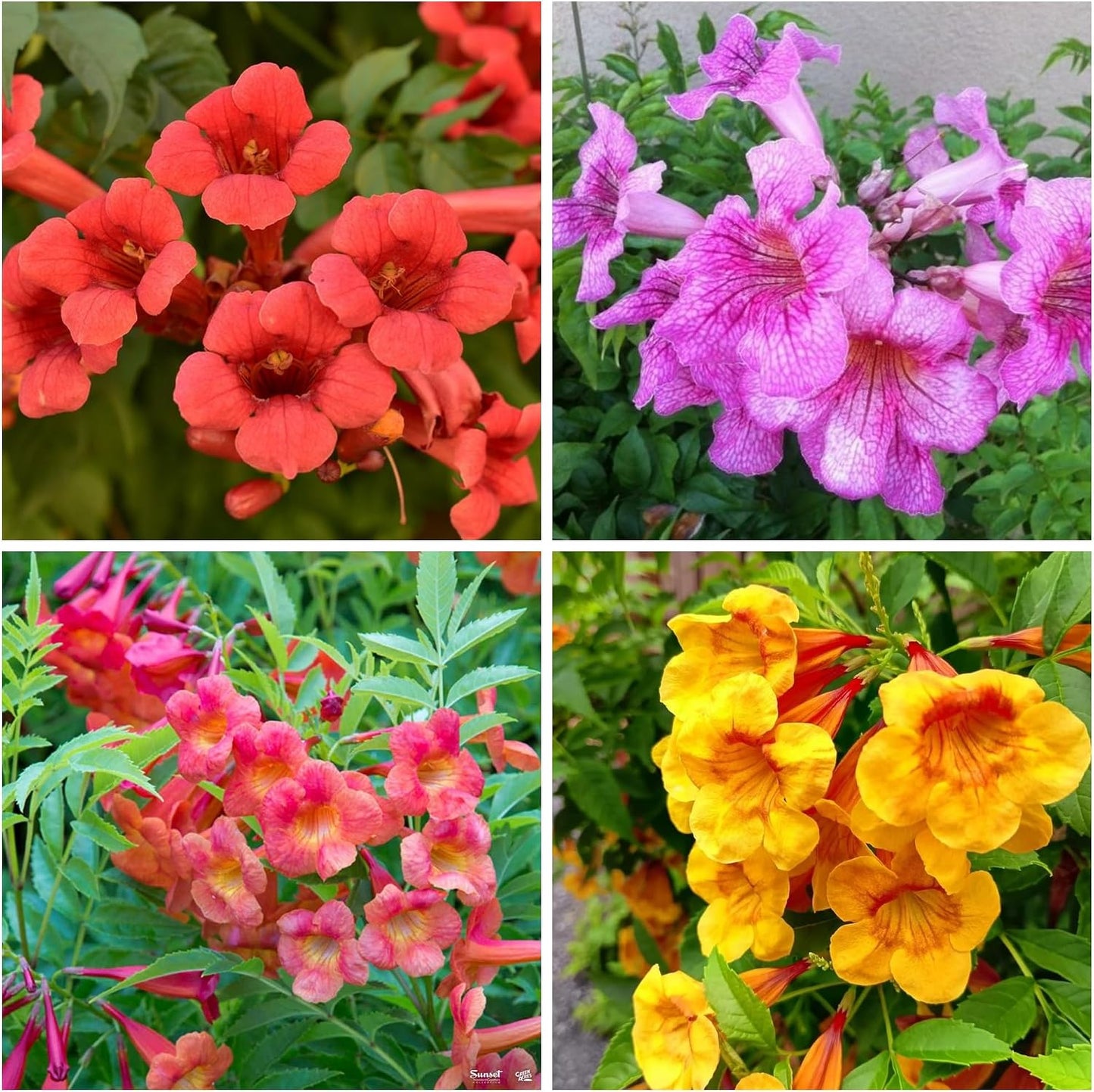 100pcs Trumpet Vine Seeds for Planting - Non GMO Exotic Hummingbird Trumpet Vine Seeds