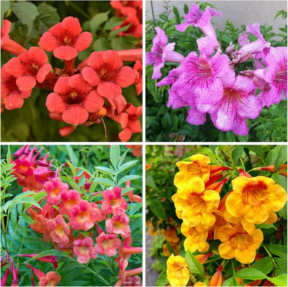100pcs Trumpet Vine Seeds for Planting - Non GMO Exotic Hummingbird Trumpet Vine Seeds