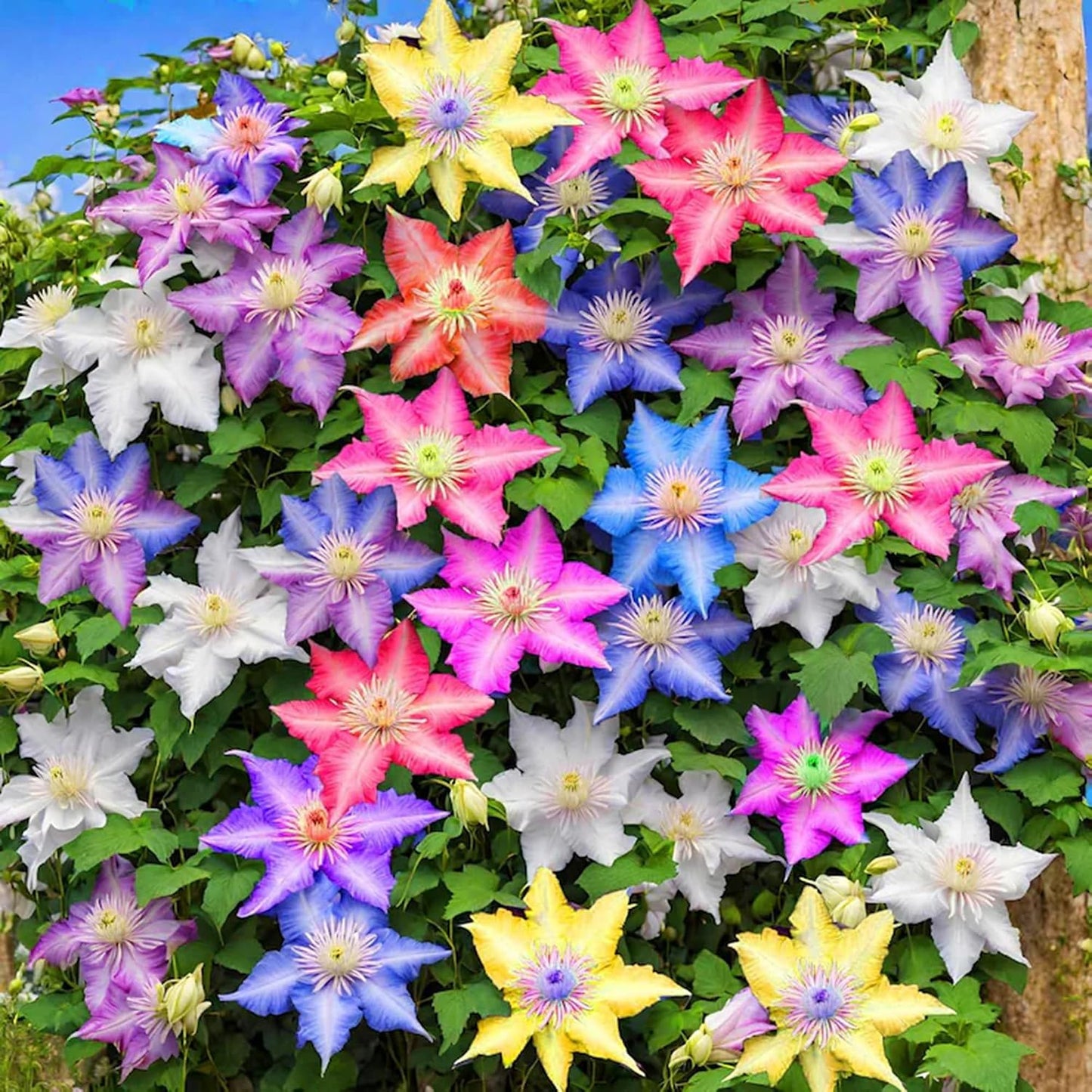 100 Clematis Seeds for Planting, Climbing Clematis Vine Non-GMO Seed, Perennial Flower Seed for Outdoor Home Garden