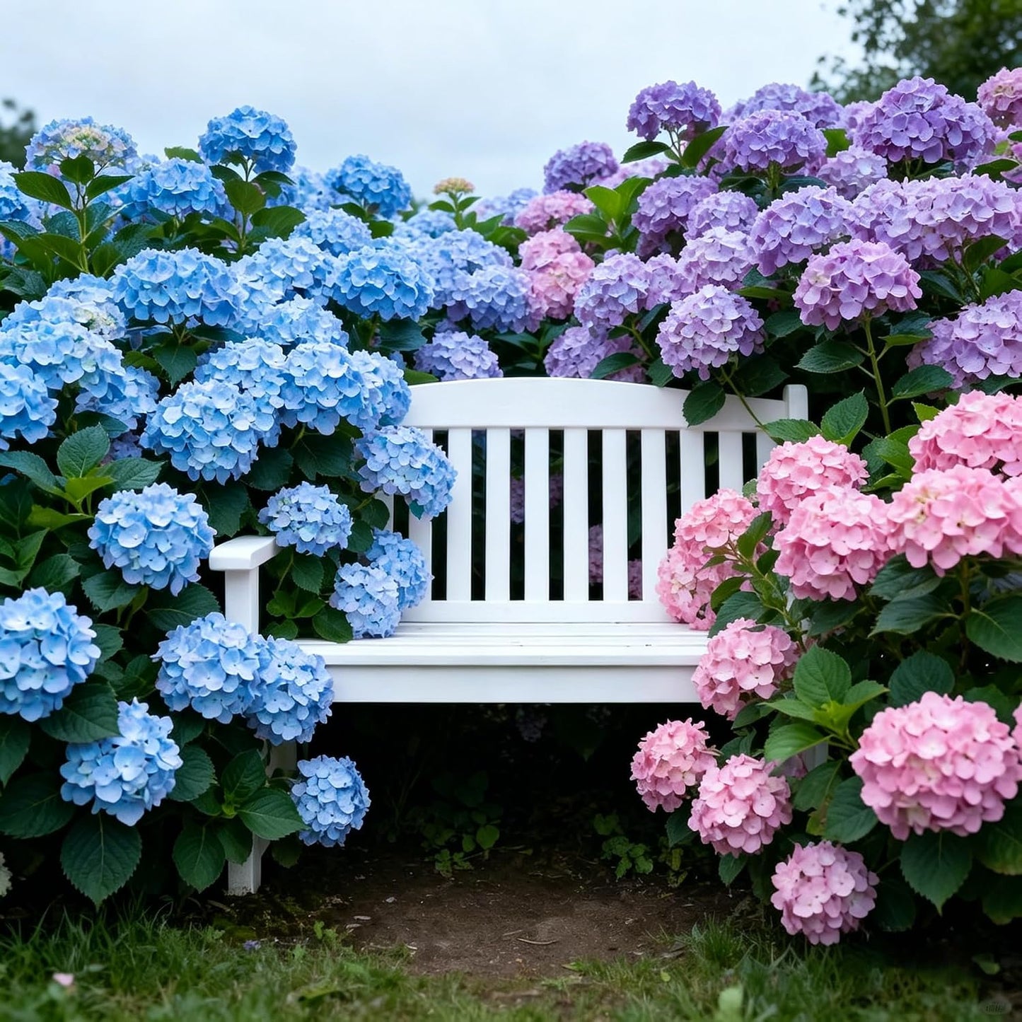 50Pcs Hydrangea Seeds Fast Growing Ideal For Turning Simple Yards Into Lush Elegant Gardens