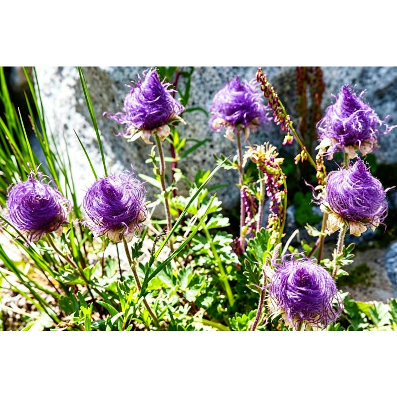 100pcs Mix Prairie Smoke Seeds for Planting Native Perennial Wildflower, Drought Tolerant, Non-GMO Heirloom for Rock Garden & Naturalized Landscape