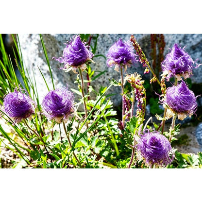 100pcs Mix Prairie Smoke Seeds for Planting Native Perennial Wildflower, Drought Tolerant, Non-GMO Heirloom for Rock Garden & Naturalized Landscape