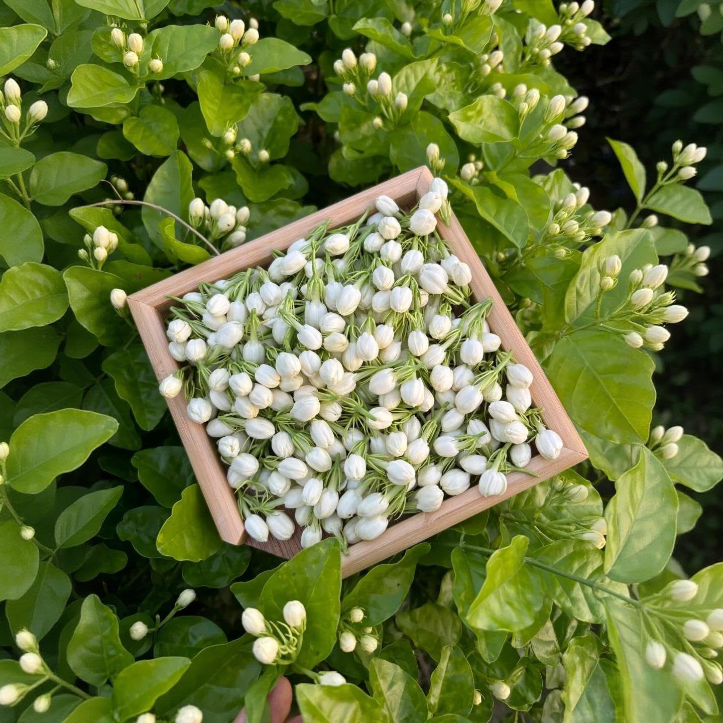 90Pcs Gardenia Seeds Fragrant Perennial Climbing Vine Shrub Bush for Indoor Outdoor Home Garden