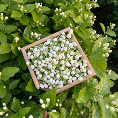 90Pcs Gardenia Seeds Fragrant Perennial Climbing Vine Shrub Bush for Indoor Outdoor Home Garden