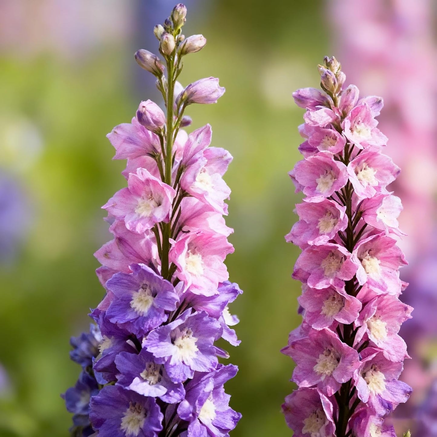 Tall Larkspur Seeds for Planting, 200 Mixed Larkspur Delphinium Seeds, Perennial Flower Plants, Non-GMO Heirloom Larkspur Seed for Home Garden