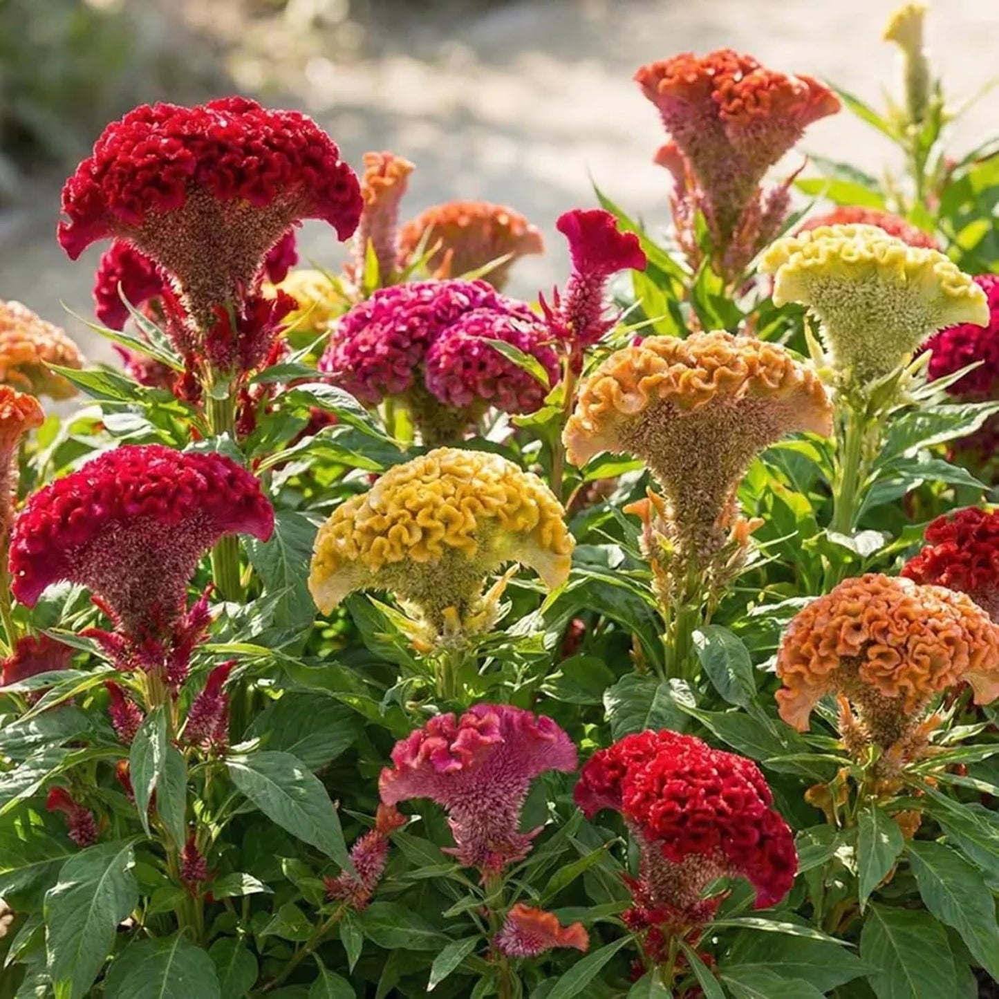 98Pcs Celosia Seeds simple to grow in decorative planters, elevated beds and open garden display nooks