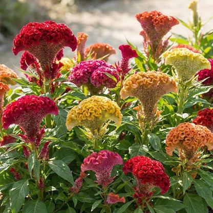 98Pcs Celosia Seeds simple to grow in decorative planters, elevated beds and open garden display nooks
