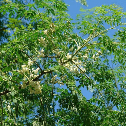 25Pcs Moringa Seeds Adaptable To Partial Sun Can Grow In Partially Shaded Areas