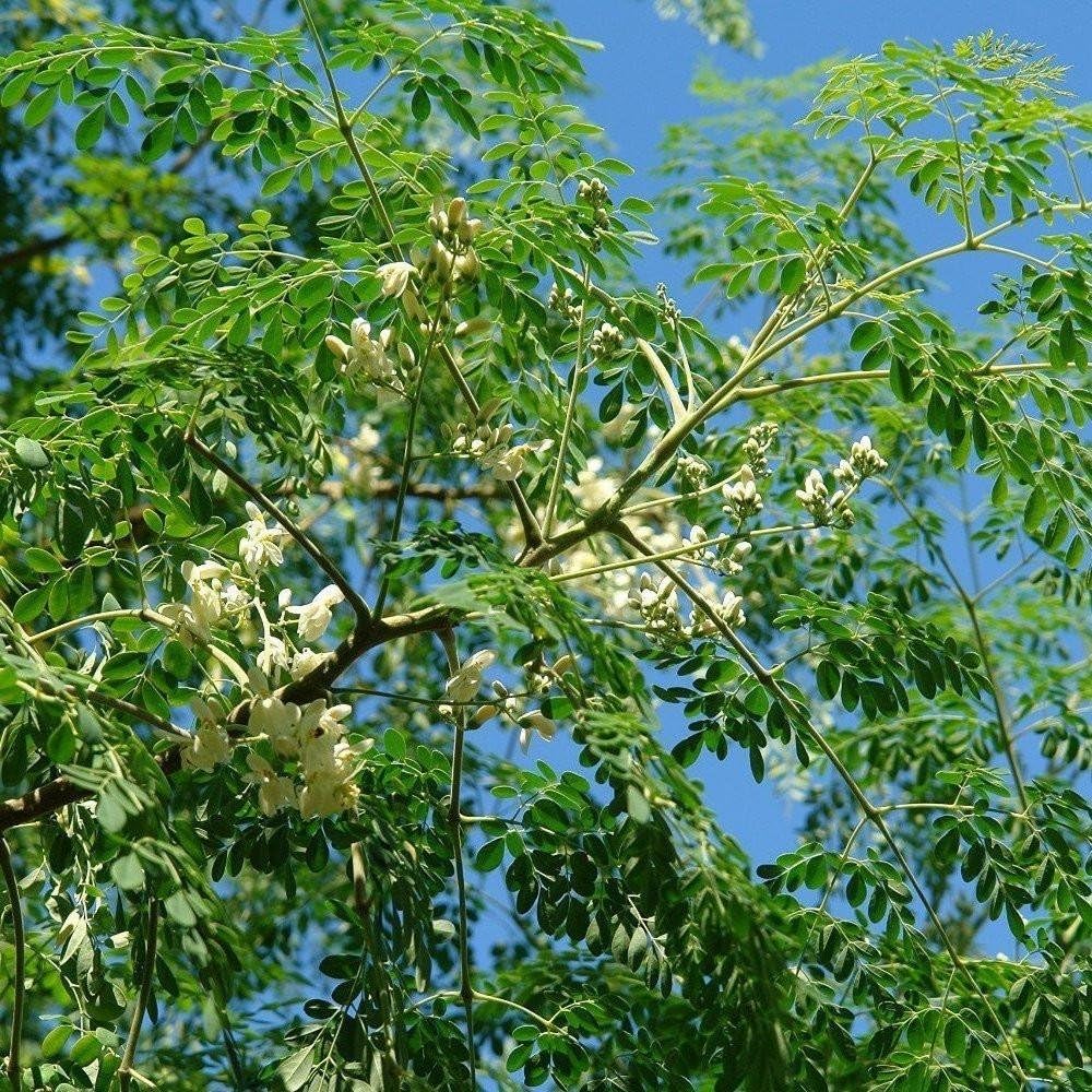 25Pcs Moringa Seeds Adaptable To Partial Sun Can Grow In Partially Shaded Areas
