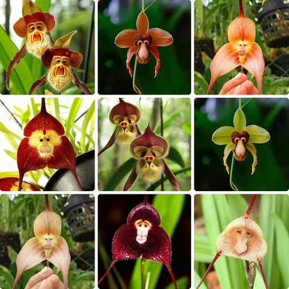 100pcs Monkey Orchid Seeds for Planting, Perennial Non-GMO Flowers Seeds for Bonsai Decoration, Home Garden