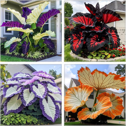 100pcs Elephant Ears seeds Balcony Garden Ornament Low Maintenance Tropical Houseplant