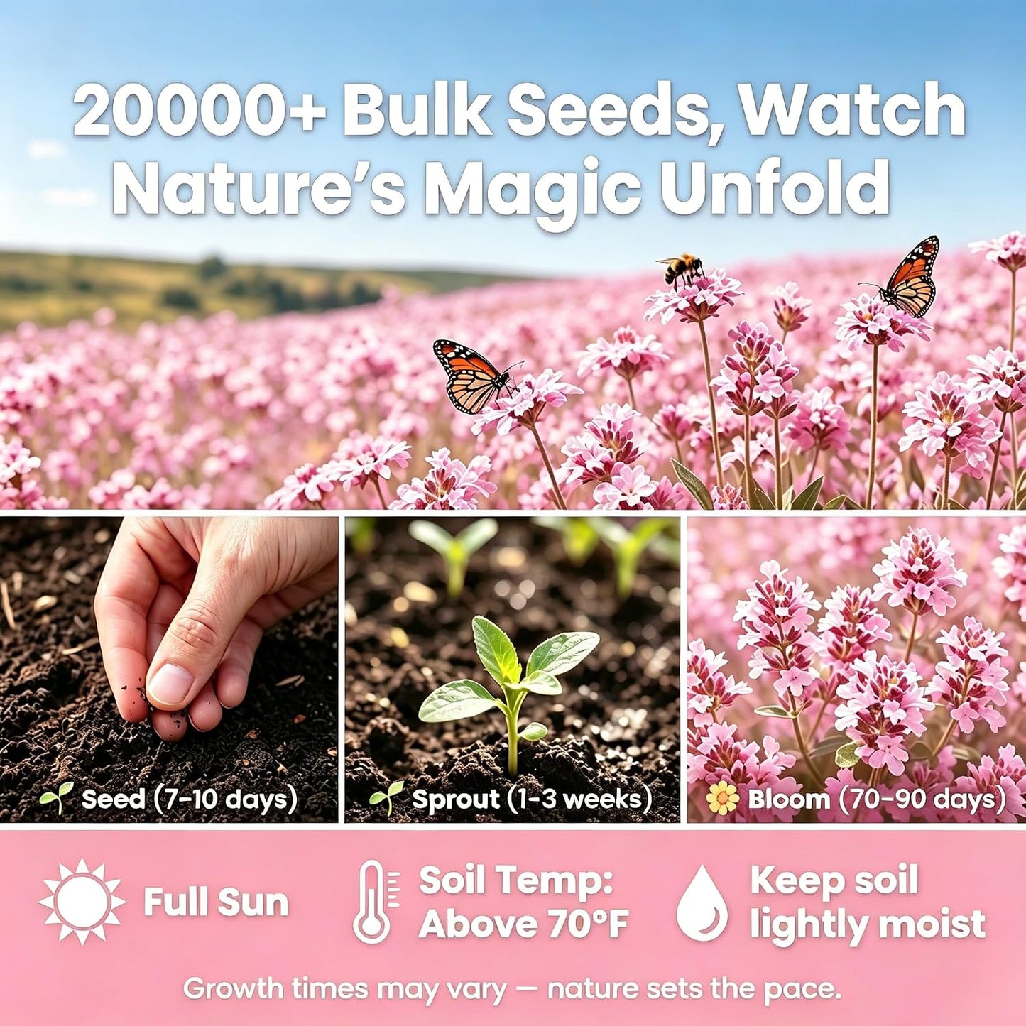 Pink Creeping Thyme Ground Cover Flower Seeds for Planting, 500pcs Perennial Pink Creeping Wild Thymus Seeds, Non-GMO Heirloom Wild Thymus Serpyllum Flower Plants for Home Garden Outdoors