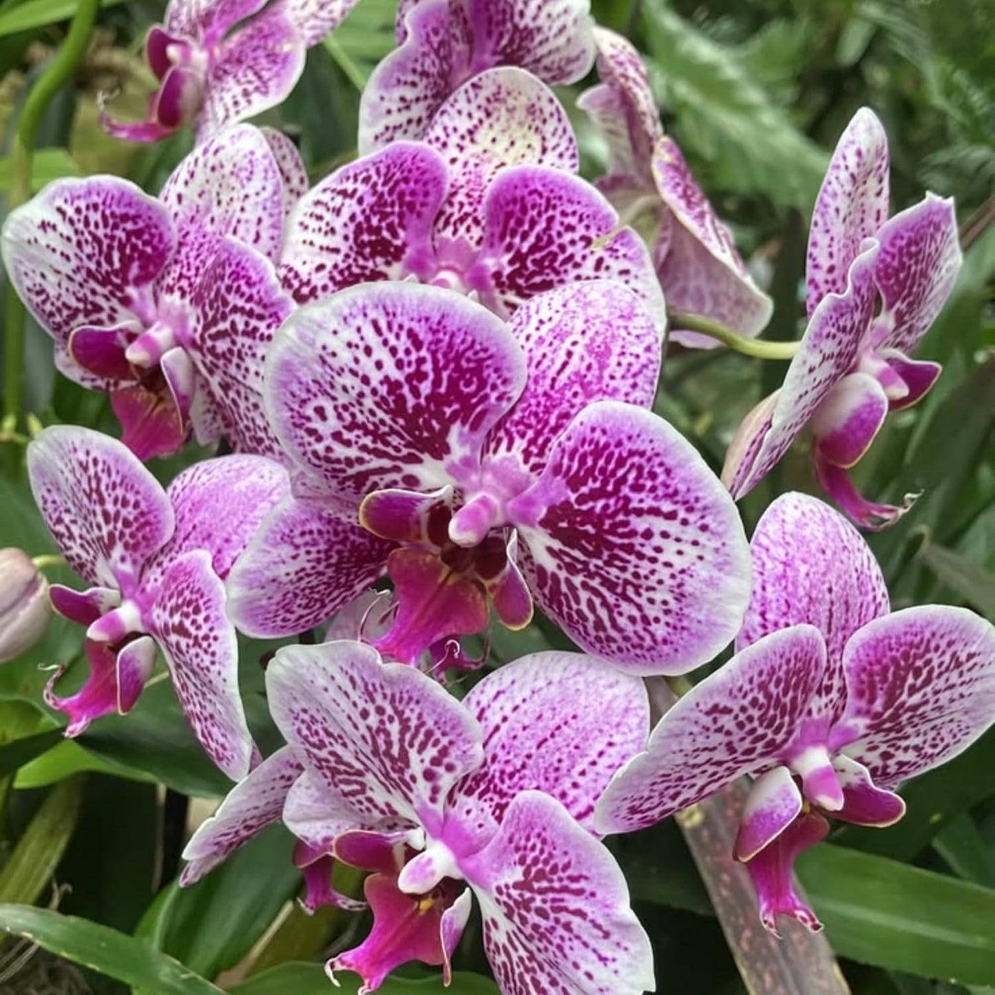 100pcs Mix Orchid Seeds for Planting - Butterfly Orchid Plants Flower Seeds Home Decoration Flowers Plants