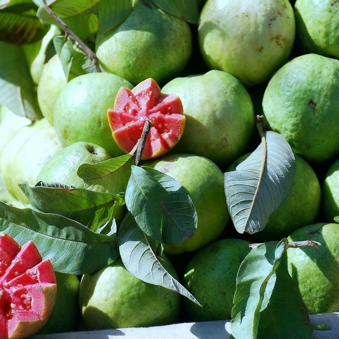 93Pcs Guava Seeds Made for home planting create full bushy ornamental accents across courtyard and garden areas