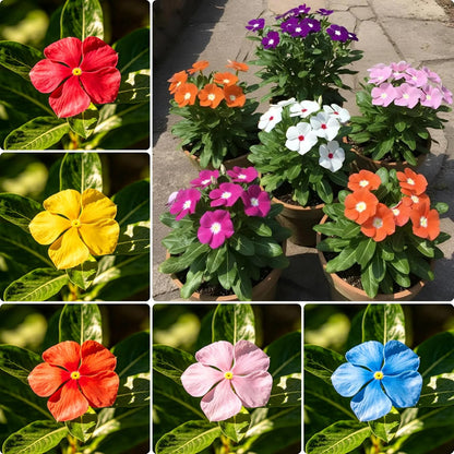Perennial Vinca Periwinkle Flower Seed, 100pcs Mixed Vinca Periwinkle Flower Seeds, Ground Cover Seeds for Home Garden and Outdoor