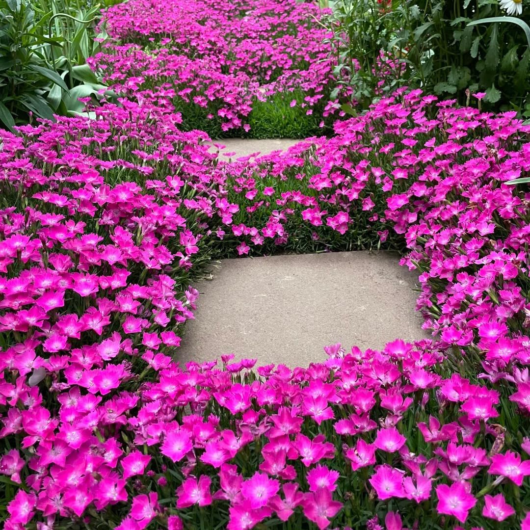 500 Dianthus Seeds for Planting,  Perennial  Flower Seeds Non-GMO Heirloom Rare Plants, Open Pollinated Beauty Home Garden for Outdoors