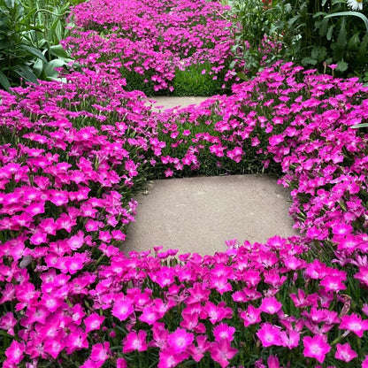 500 Dianthus Seeds for Planting,  Perennial  Flower Seeds Non-GMO Heirloom Rare Plants, Open Pollinated Beauty Home Garden for Outdoors