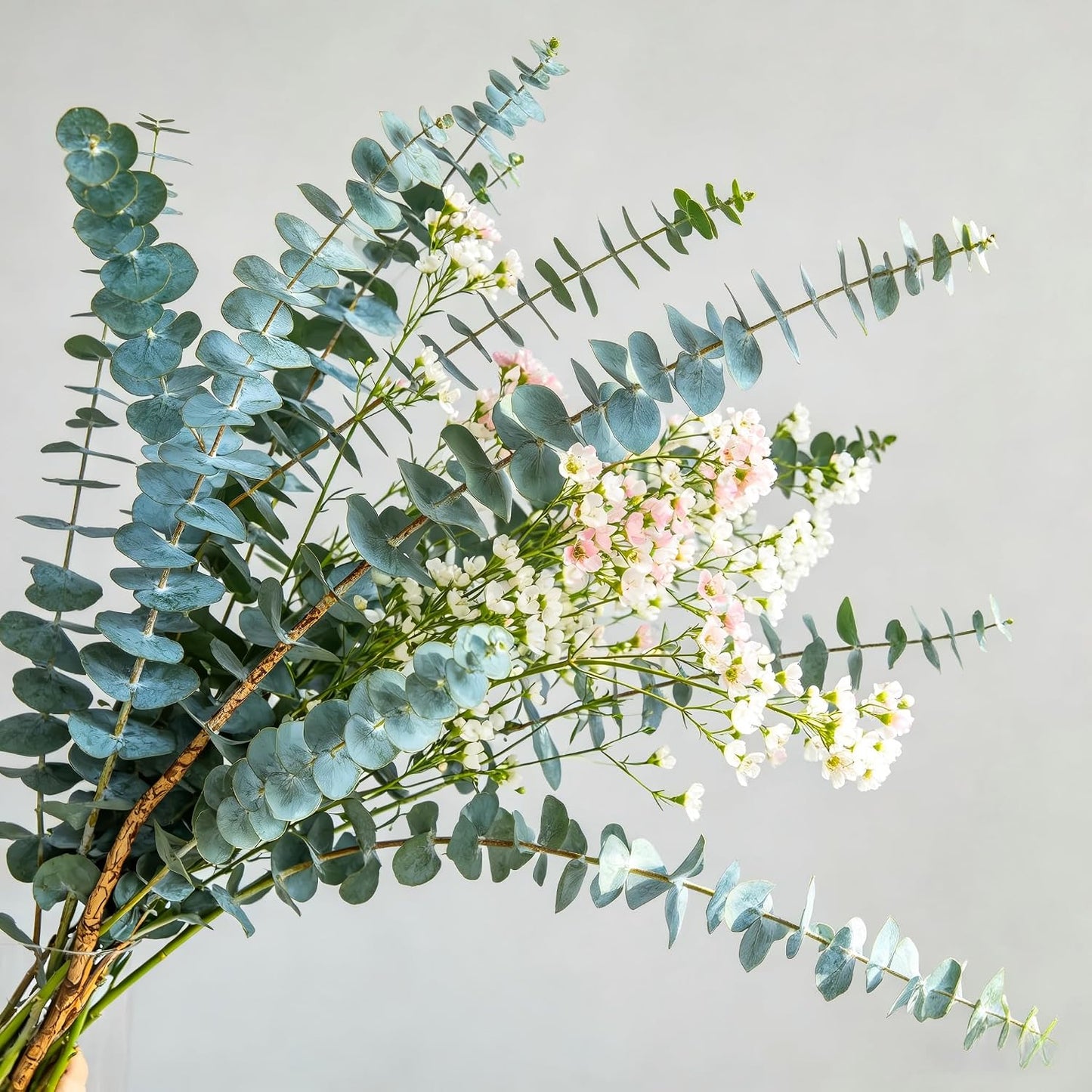 100Pcs Eucalyptus Seeds Easy to Grow and Care for perfect for spacious outdoor yards and wide courtyard decorative layout