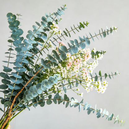 100Pcs Eucalyptus Seeds Easy to Grow and Care for perfect for spacious outdoor yards and wide courtyard decorative layout