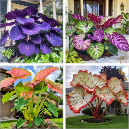 100pcs Elephant Ears seeds Balcony Garden Ornament Low Maintenance Tropical Houseplant
