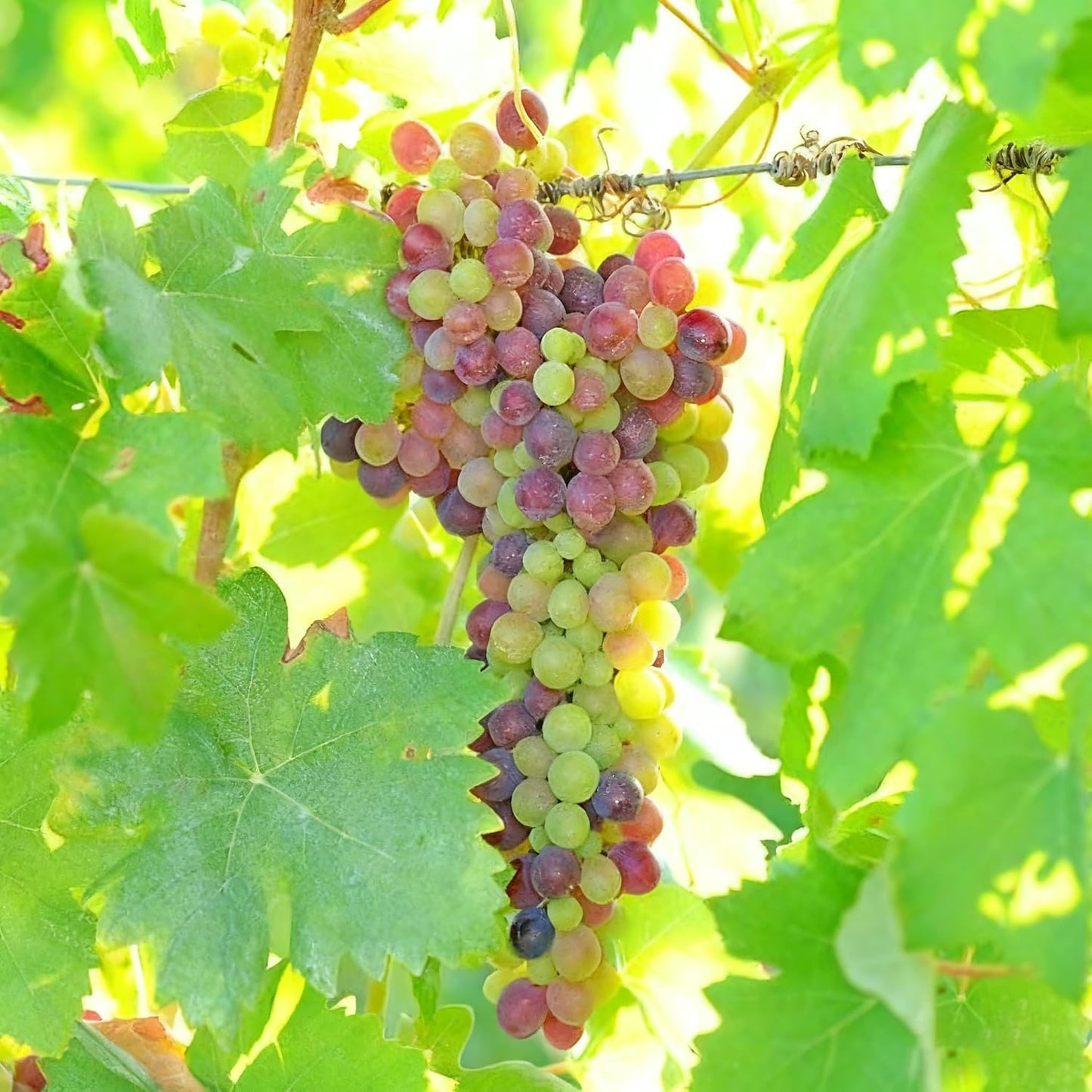 50Pcs Grape Fruit Seeds for Planting, Vitis vinifera Fruit Seed, Non-GMO Heirloom Red Grape Fruit Seeds for Small Garden Border, Home Outdoor