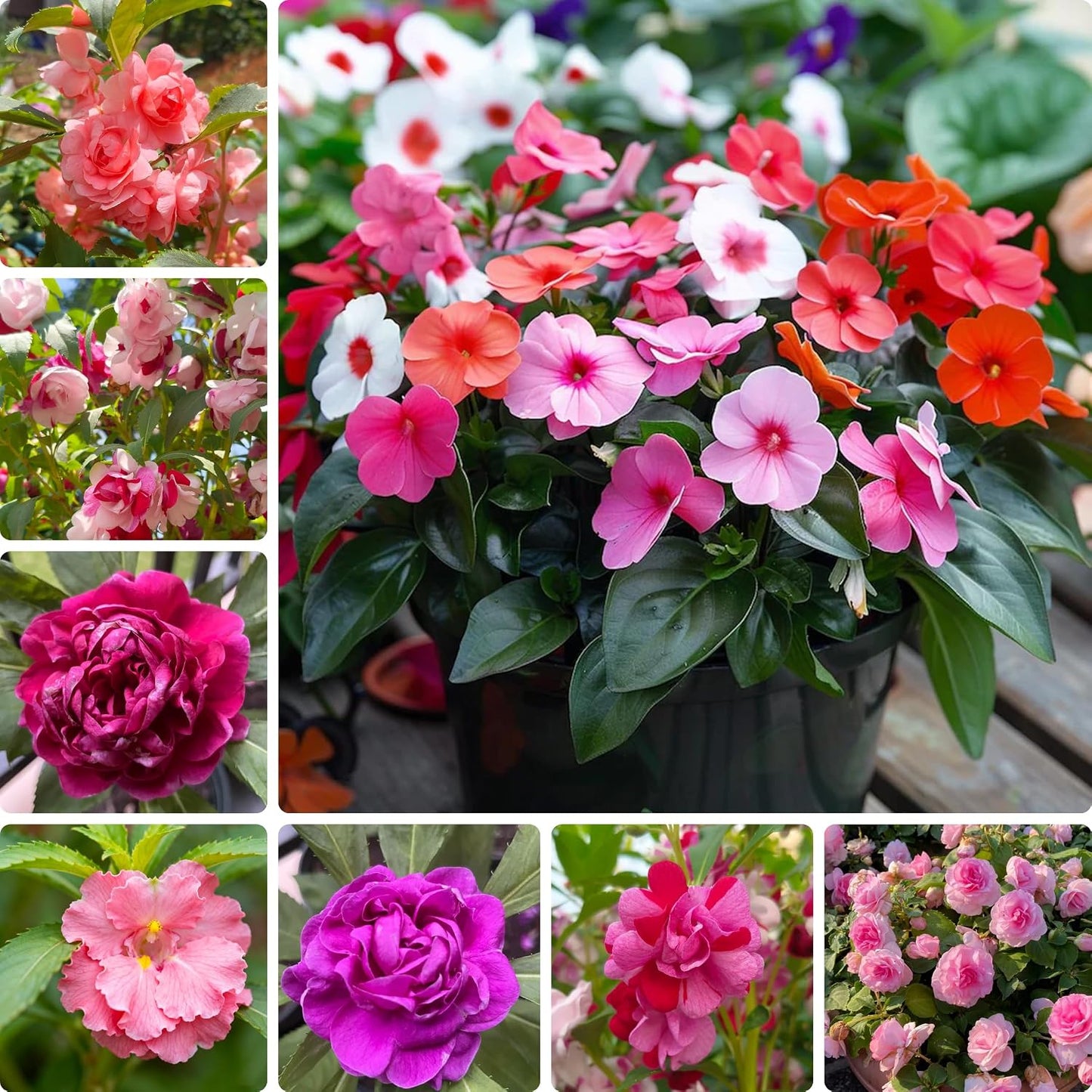 100pcs Mixed Color Impatiens Seeds, Perennial Impatiens for Ornamental Garden Potted Bonsai Indoor