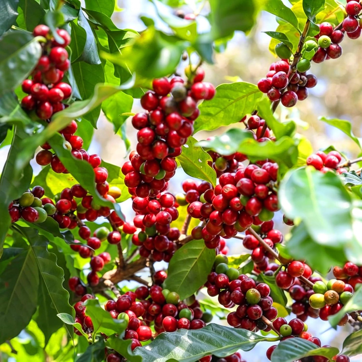 30Pcs Coffee Bean Trees Seeds for Planting Perennial Coffee Seeds Plants, Non-GMO Heirloom Premium Beauty Flowers Plants for Home Garden Outdoors