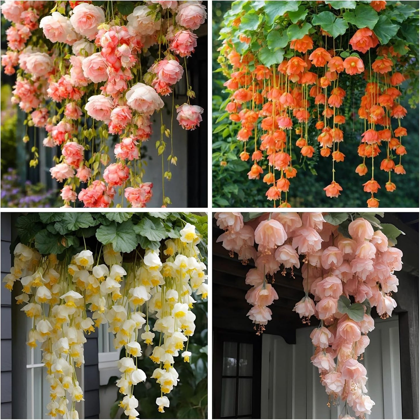 300pcs Hanging Begonia Seeds Flowers | Ornamental Garden & Basket Plant Seeds for Garden Outdoor Indoor