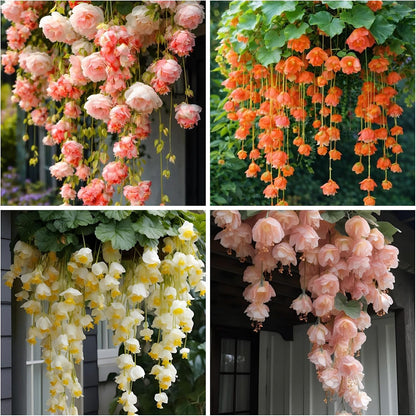 300pcs Hanging Begonia Seeds Flowers | Ornamental Garden & Basket Plant Seeds for Garden Outdoor Indoor