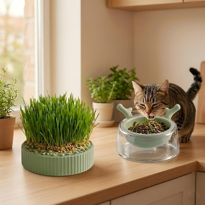 86Pcs Cat Grass Seeds Perfect for beginner planting to create neat indoor green clusters and add soft delicate texture to household living spaces