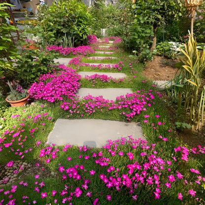 500 Perennial Dianthus Plumarius Sweetness Seeds – Fragrant, Long-Blooming Non-GMO Flower Seeds – Perfect for Colorful Garden Planting