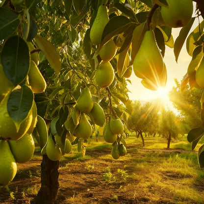 50Pcs Pear Seeds Suitable for planting form well-defined symmetrical crowns with fine textured layered foliage, ideal for courtyard accent decoration, garden perimeter arrangement and residential landscape layout
