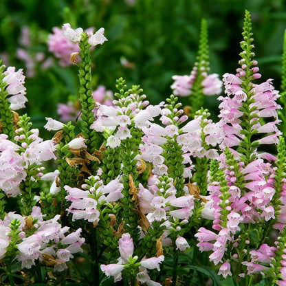 150pcs Obedient Plant Seed for Planting,  Mixed Perennial Flower Plants, Non-GMO Heirloom for Home Garden
