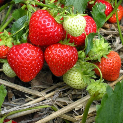 275Pcs Cream Strawberry Seeds Fall & Spring Planting Vibrant Multi-Color Harvest