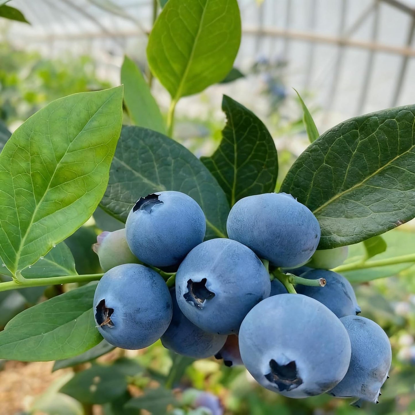 487Pcs Blueberry Seeds for Planting, Non-GMO Blueberry Seed, Fruit Tree Seeds, Heirloom Berry Seed for Gardens and Containers