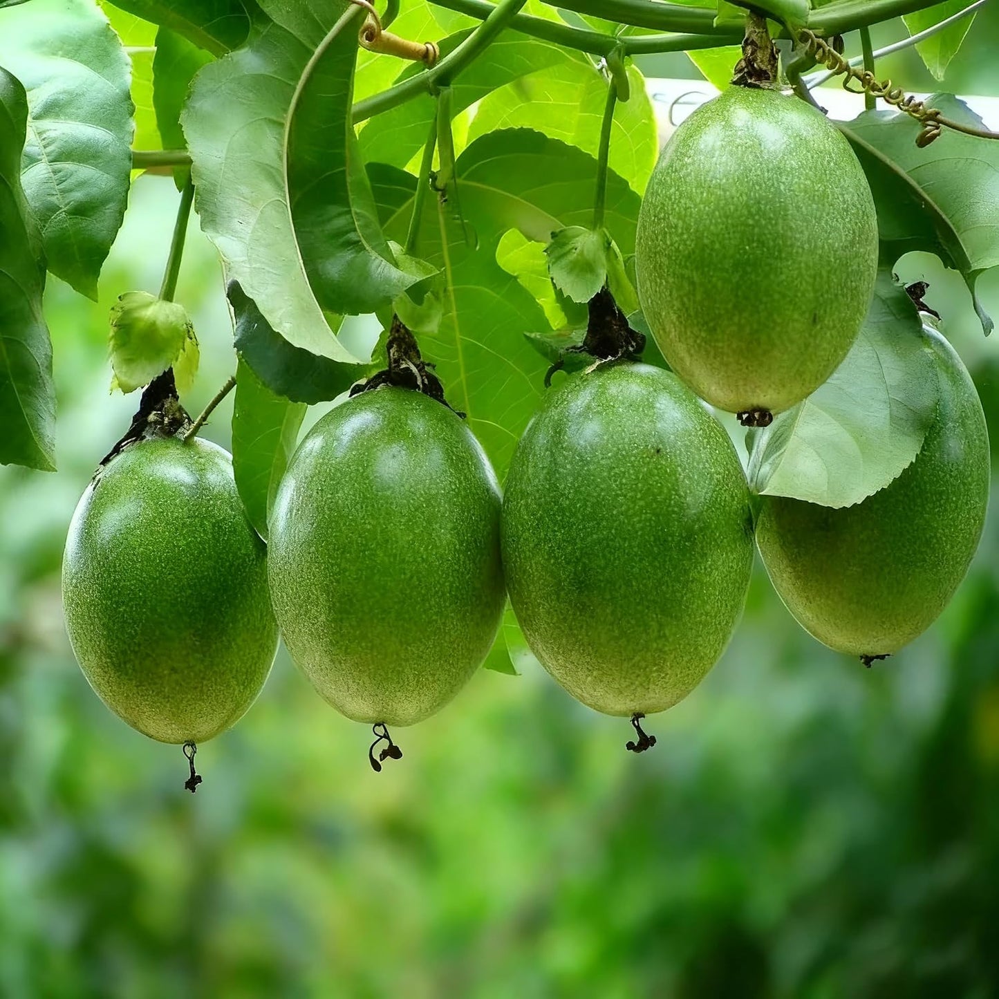 96Pcs Passion Fruit Seeds for Planting, Perennial Sweet Passion Seed, Non-GMO Heirloom Passion Fruit Seeds for Home Garden Outdoor