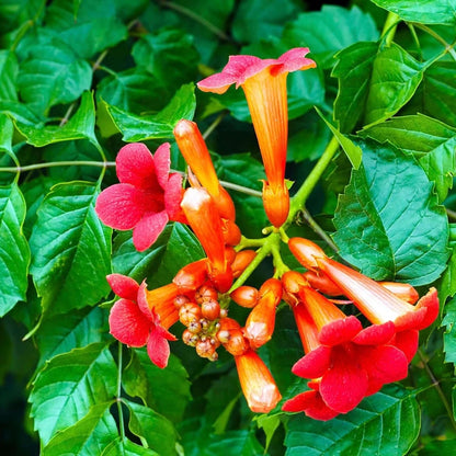 97Pcs Trumpet Vine Plant Seeds-Trumpet Creeper Seeds Non-GMO Heirloom Flower Seed