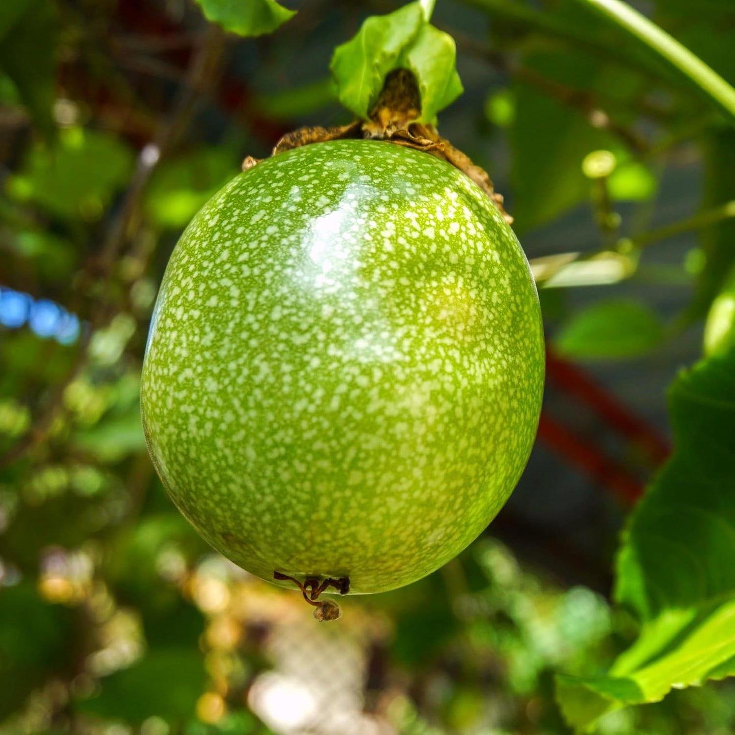 87Pcs Passion Fruit Seeds for Planting,  Fast-Growing Sweet Fruit for Home Garden