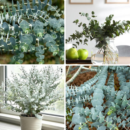 100Pcs Eucalyptus Seeds Simple to Cultivate form tall dense branching structure for natural yard privacy and backdrop embellishment