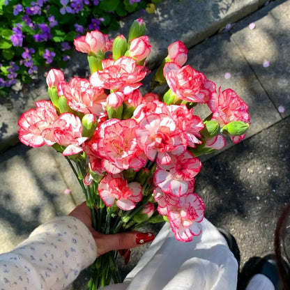 Mix Carnation 200 pcs Perennia Carnation Seeds Non-GMO Heirloom Open Pollinated Beauty Home Garden for Outdoors