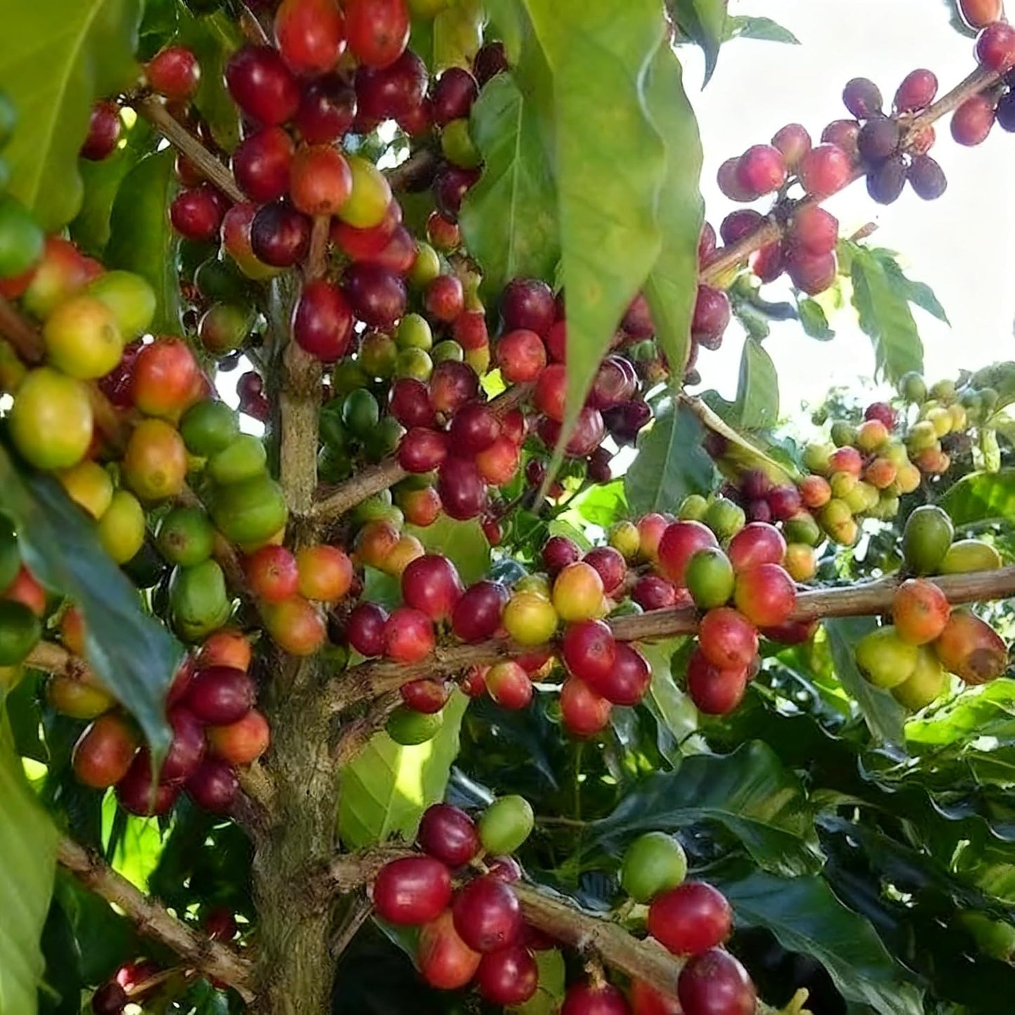 29Pcs Perfect For Simple And Enjoyable Growing Coffee Seeds Easy To Grow For Home Hobbyists