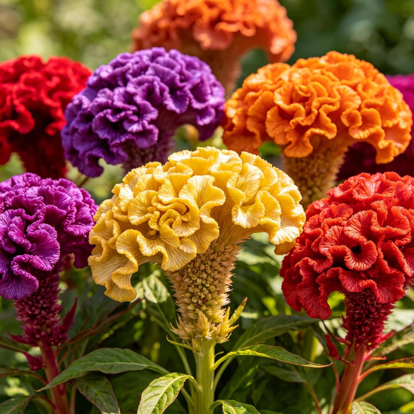 200Pcs Mixed Celosia Seeds for Planting, Crested Velvety Fan-Shaped Blooms Heat-Loving Annual, Non-GMO for Home Garden Borders and Containers