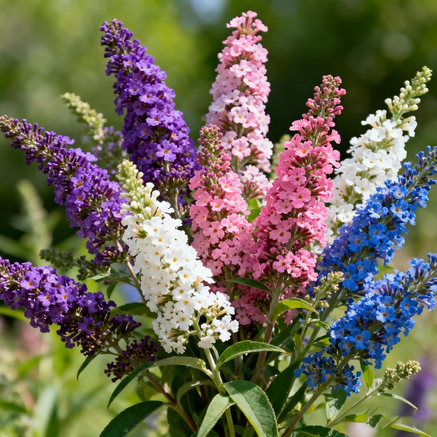 290Pcs Butterfly Bush Seeds Easy to Maintain ideal for long term fixed planting in yard scenic areas and garden landscape spaces