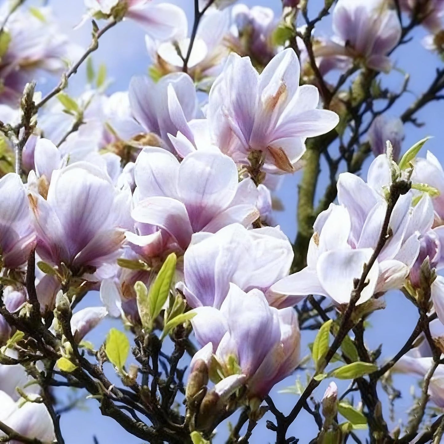 30pcs Magnolia Flower Seeds for Planting, Mixed Color Perennial Flower Seed, Non-GMO Heirloom Magnolia Flower Seeds for Home Garden Outdoor
