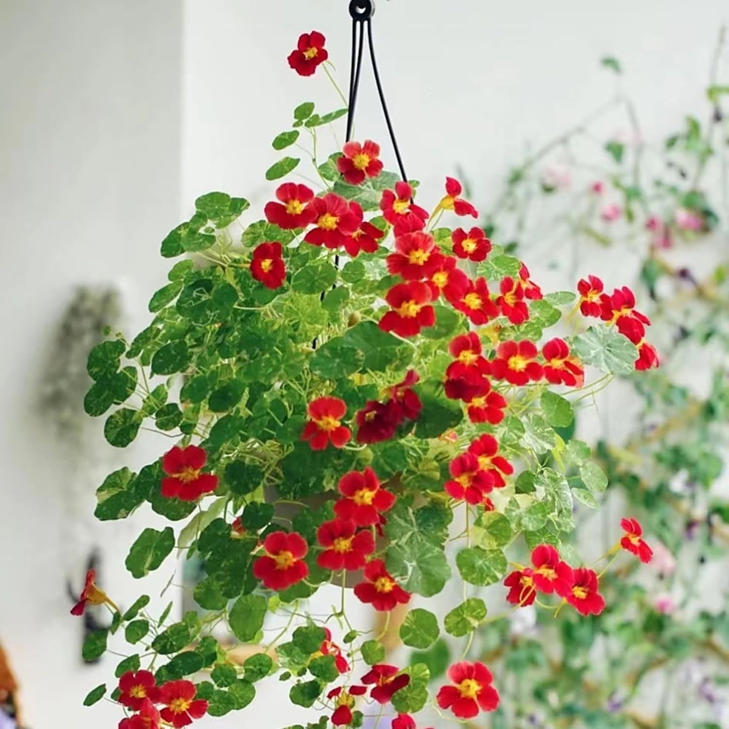 30pcs Nasturtium Seeds Simple to Grow add soft cascading ornamental charm to plain yard and garden landscapes